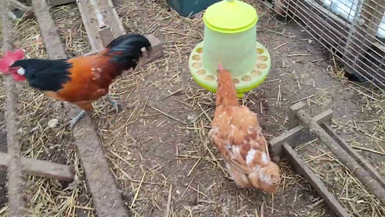 ИГРА ПРО МУСКУСОВ🛑НАМ НЕЧЕГО КУШАТЬ🧐СБОР УТРЕННИХ ЯИЦ.