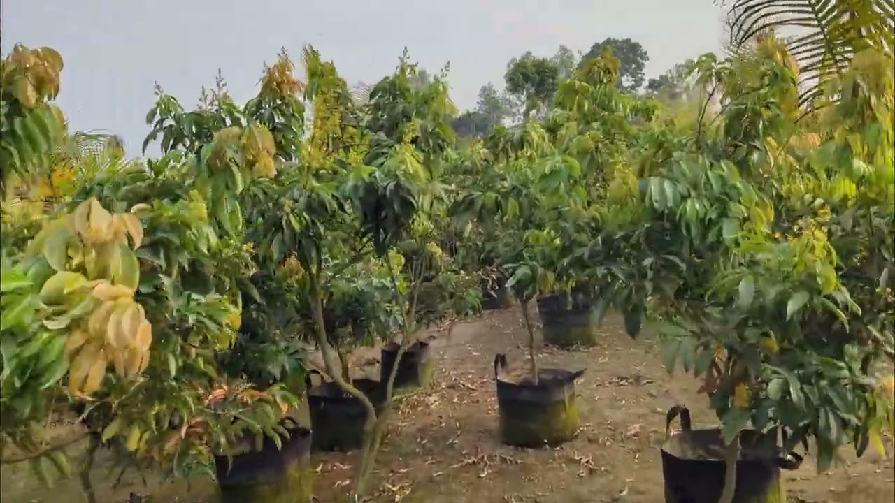 মুকুল বা ফলসহ লিচুর মাতৃগাছ। Ready Fruiting Litchi Tree in Geo Bag। Home delivery 