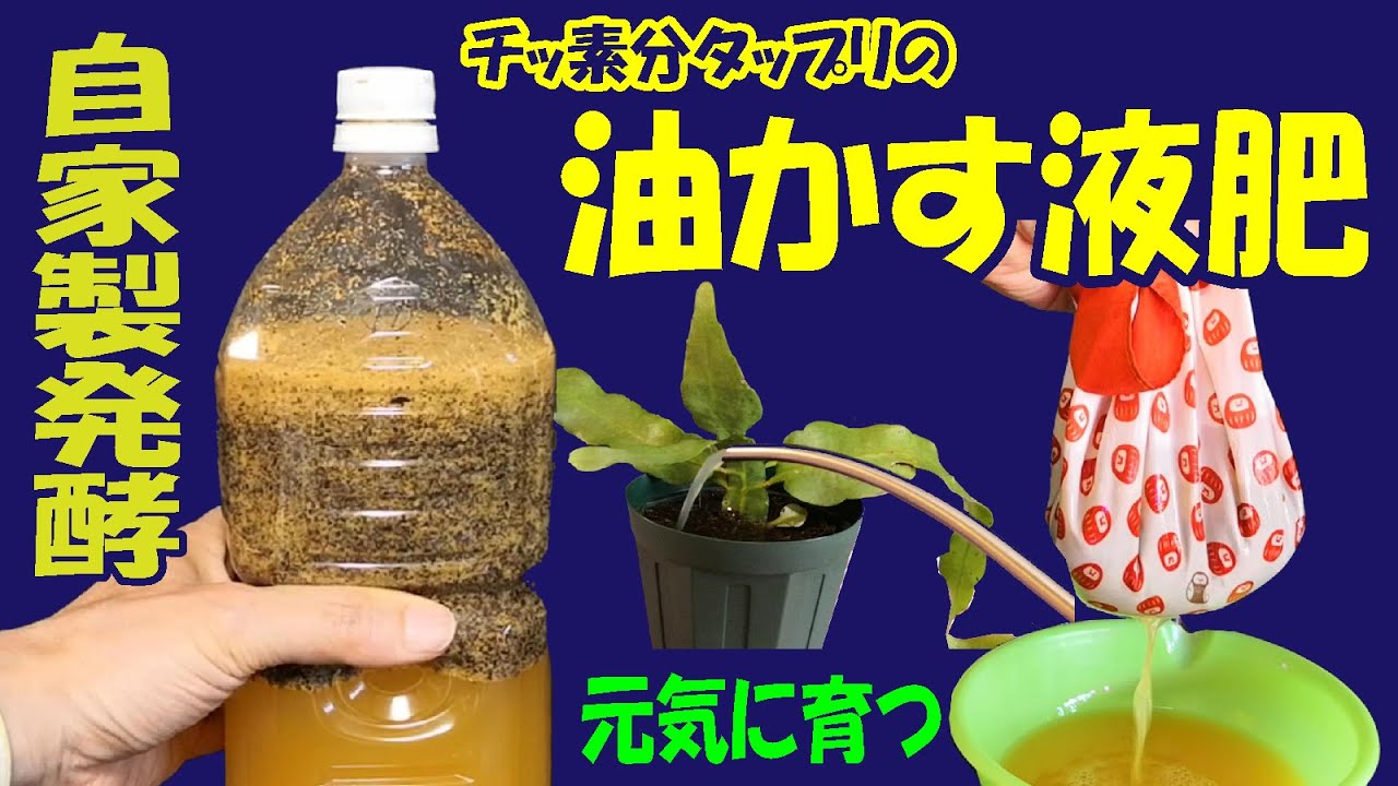 【液肥・園芸・家庭菜園】「窒素分タップリの発酵油かす液肥」の作り方