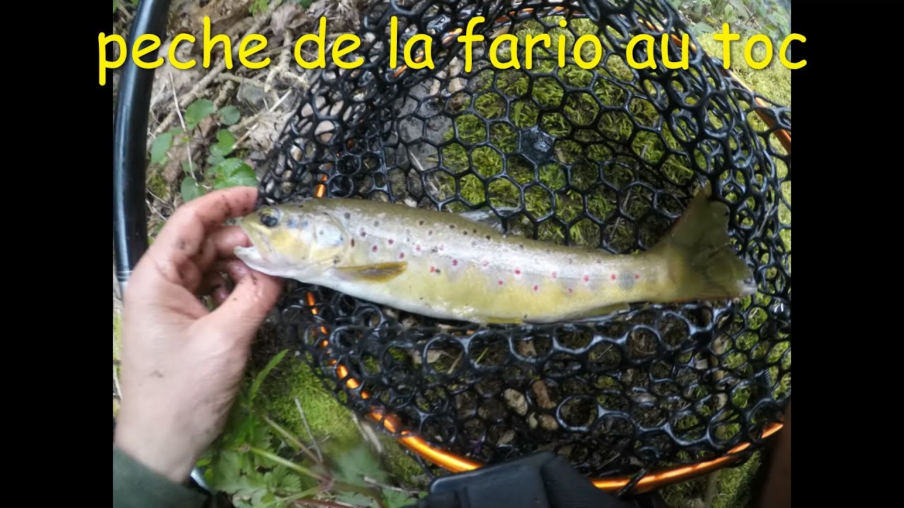 peche de la fario au toc