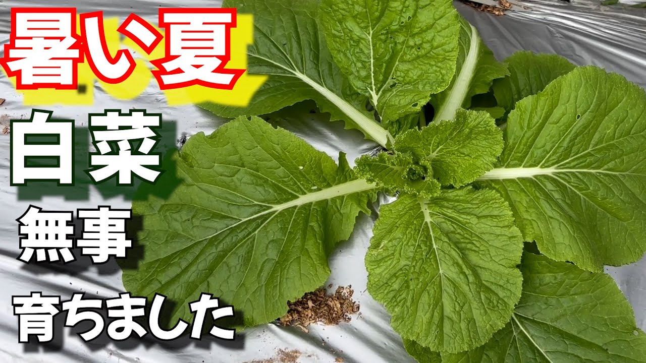 【白菜栽培】暑い夏 、暑い畝に種を直まきして育てた方法＃シルバーマルチ