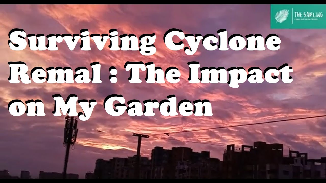 Surviving Cyclone Remal : The Impact on My Garden #gardening #flower #youtube