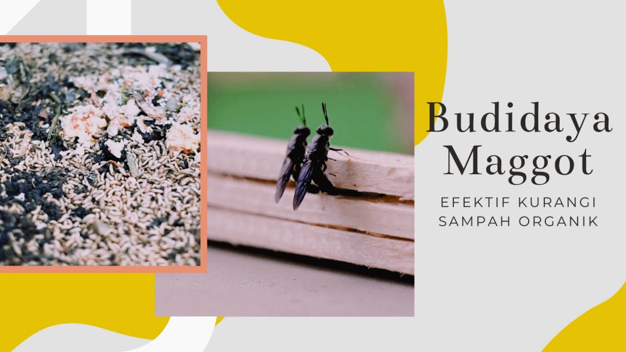Budidaya Maggot Kurangi Sampah Organik