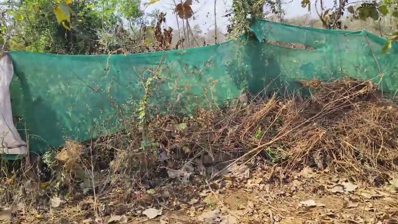 3 ekar 14 guntha plot Main have rod tuch with pol campunt clear taital plot more details 9226224222.