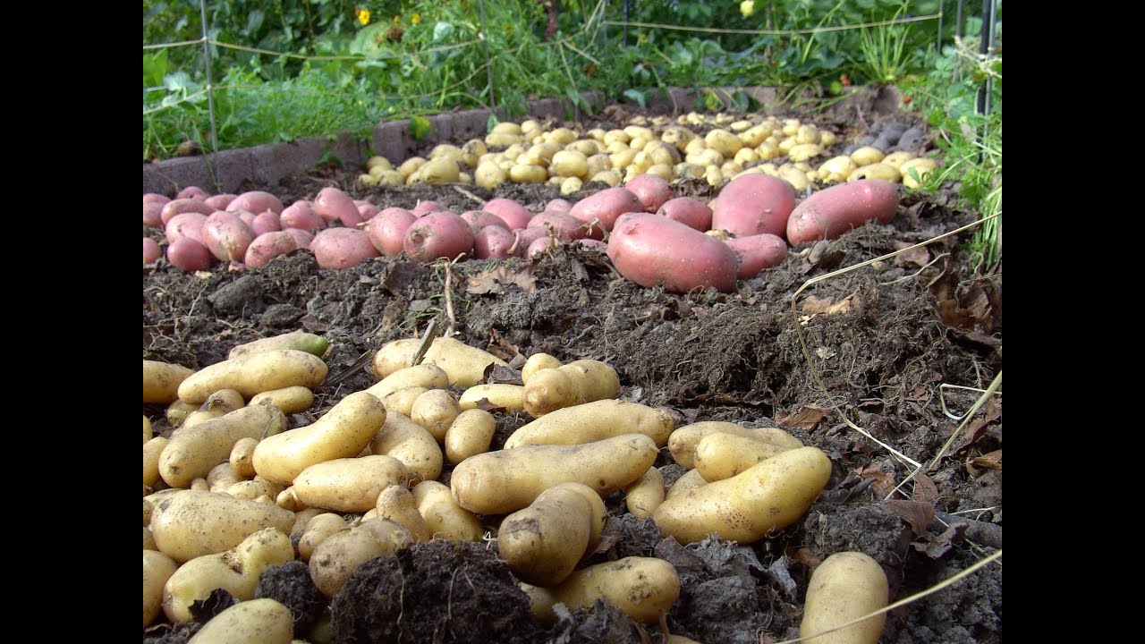 Kartoffeln anbauen - mit und ohne Garten