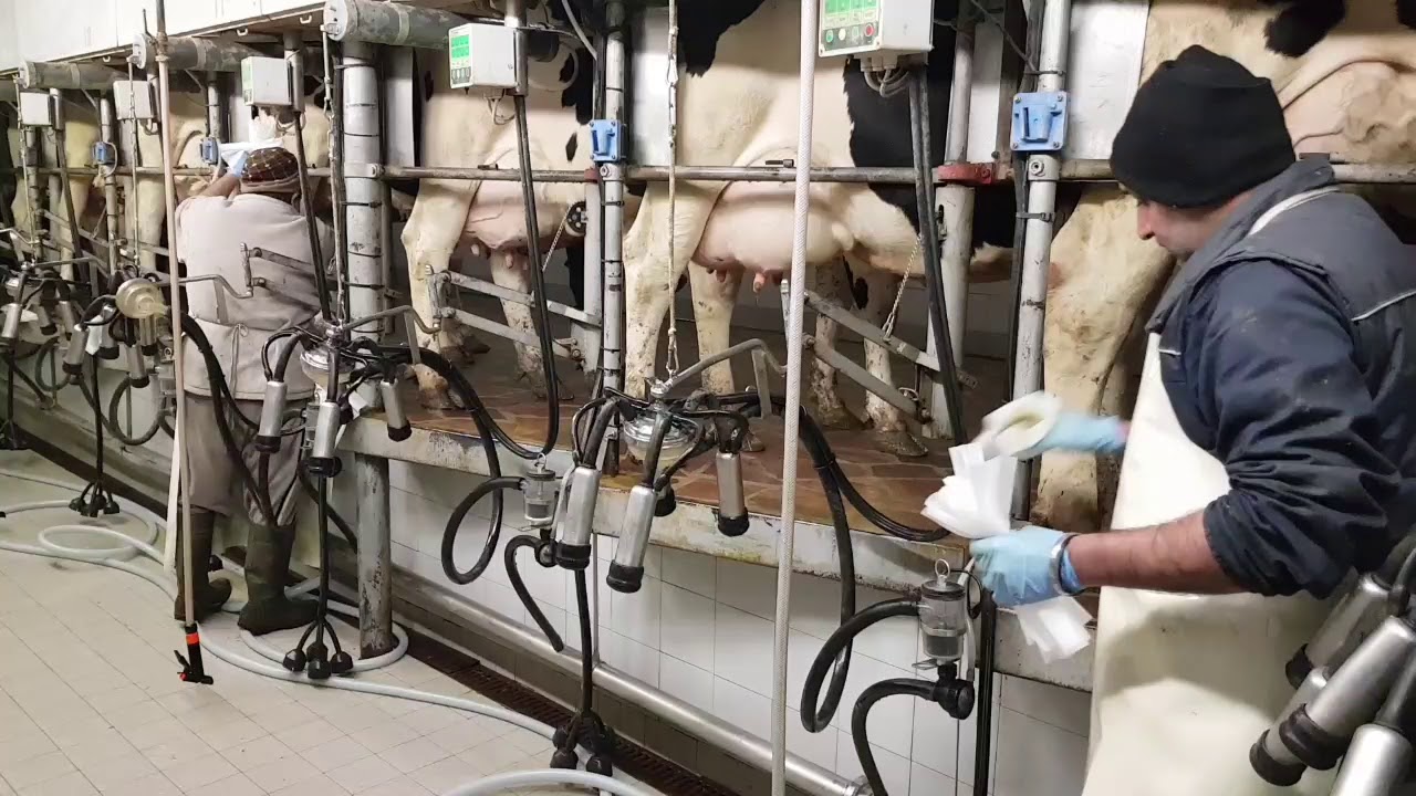 Per la MUNGITURA ... ci vuole tempo