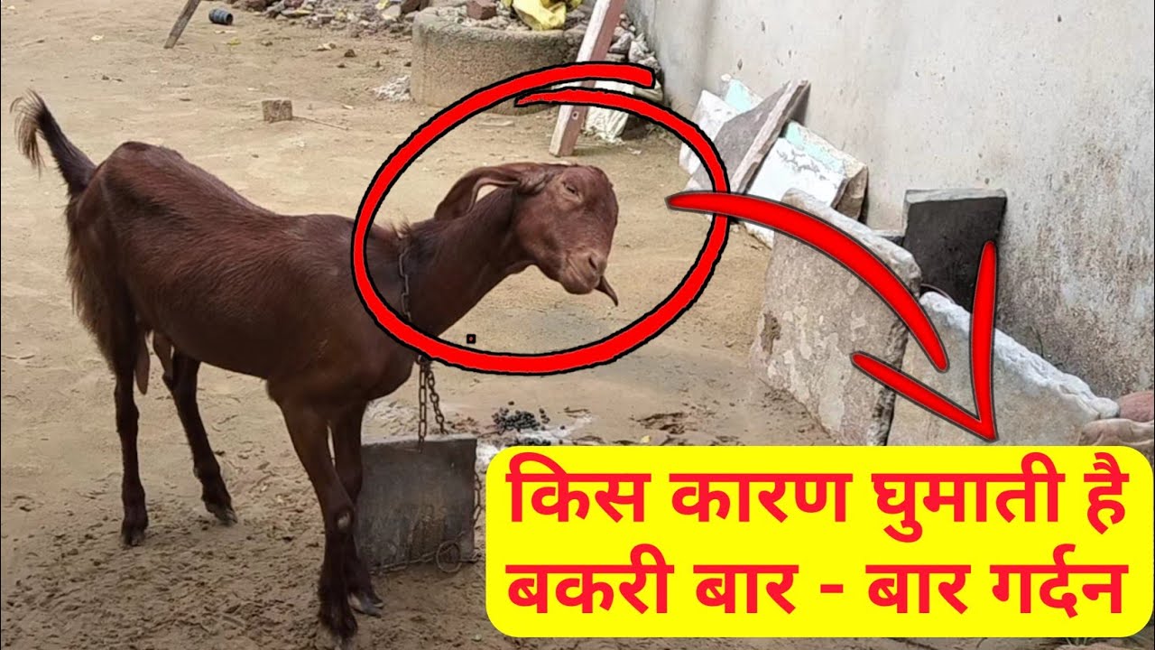 अगर बकरी बार-बार गर्दन ऊपर नीचे करती है तो हो सकती है इस बीमारी का शिकार 😱 | Vet Guru Radhe