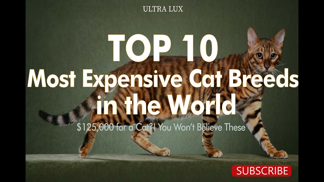 Top 10 Most Expensive Cat Breeds in the World &ndash; Worth Thousands