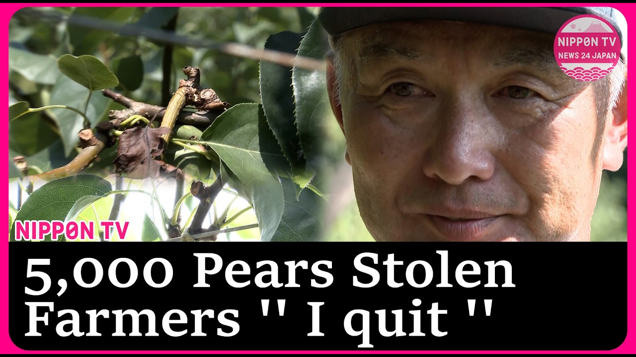 5,000 Pears stolen in Fukuoka: Heartbreaking decision after 'another fruit theft'