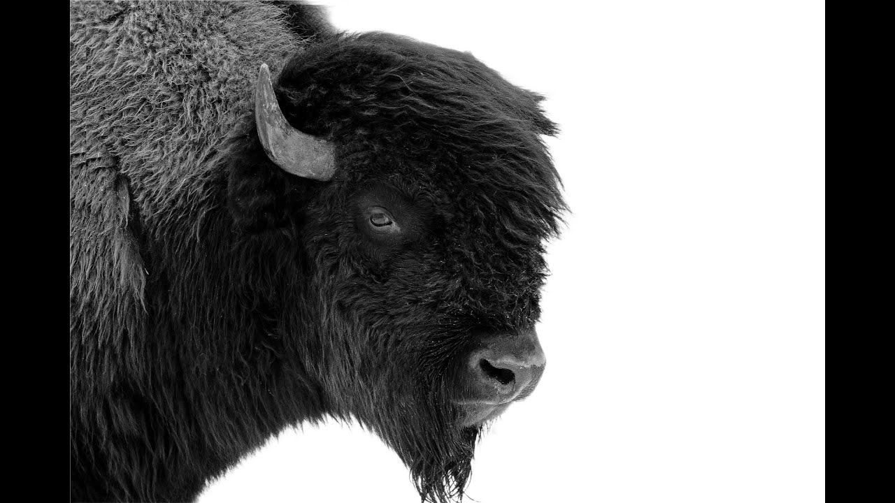 Les Bisons d'Auvergne