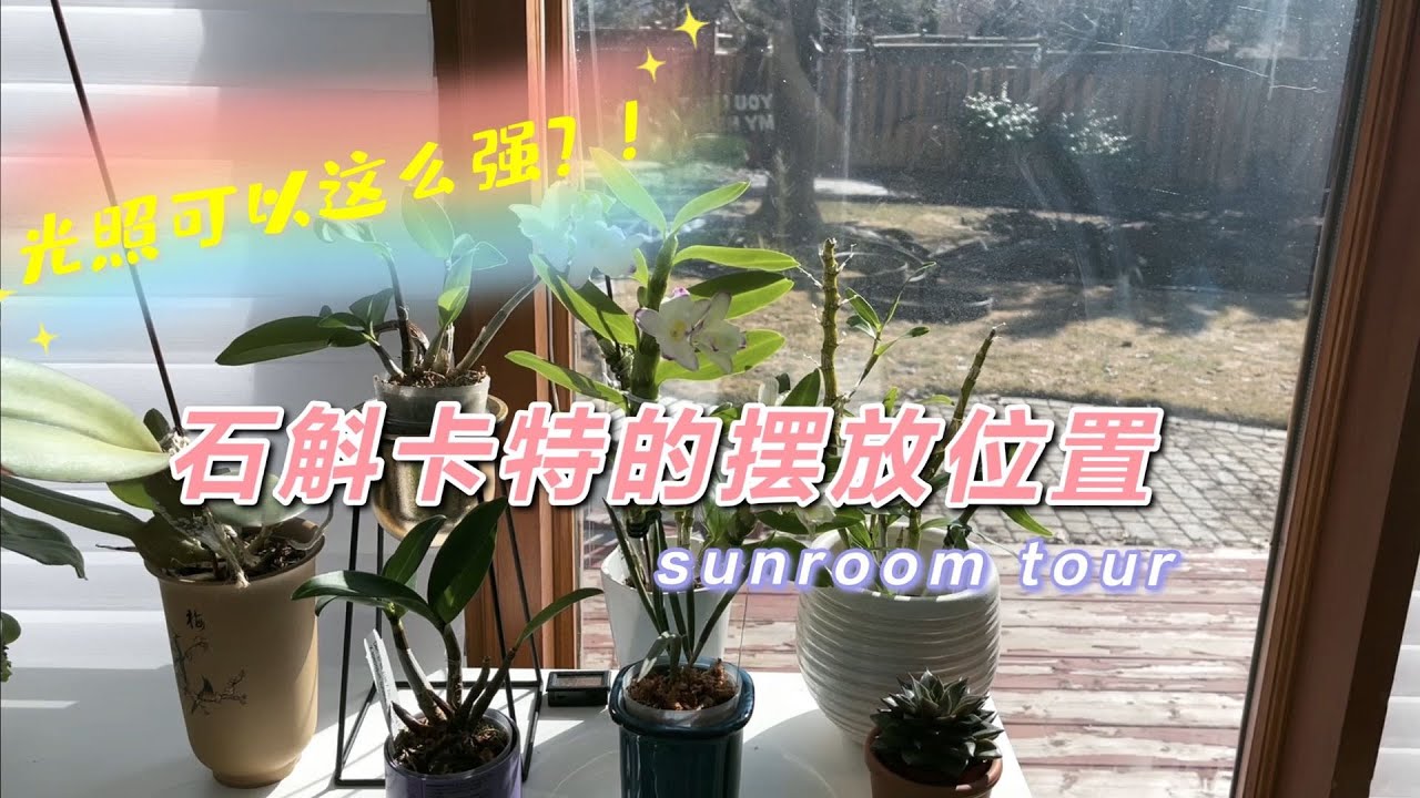 石斛兰卡特兰到底能承受多强的光照？石斛兰竟然如此喜光！看看我的阳光房兰花都如何摆放！Sunroom tour~坐标多伦多