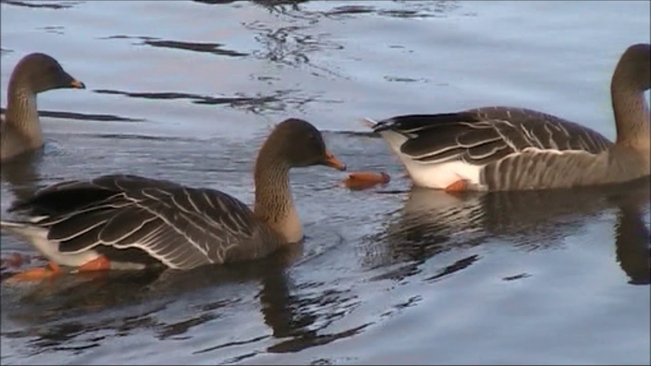 Bean Goose
