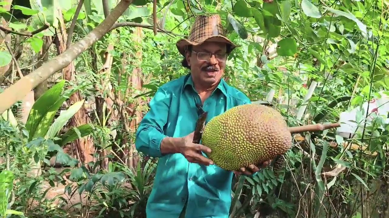 Vietnam Early Jackfruit Harvest at Home| 22/11/2025