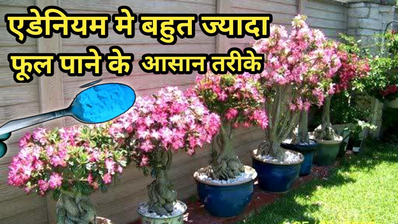एडेनियम मे बहुत ज्यादा फूल पाने के 5 आसान तरीके | How To Get More Flowers In Adenium ?