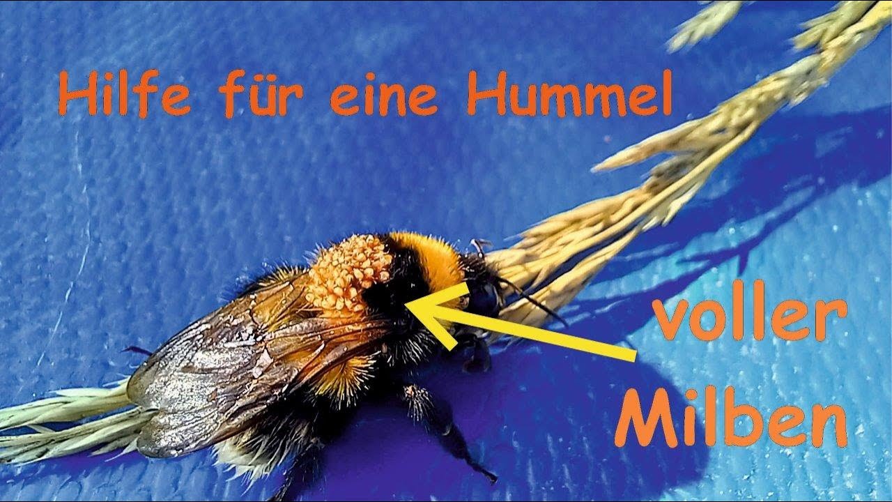 Hilfe für eine Hummel mit zahlreichen Milben.