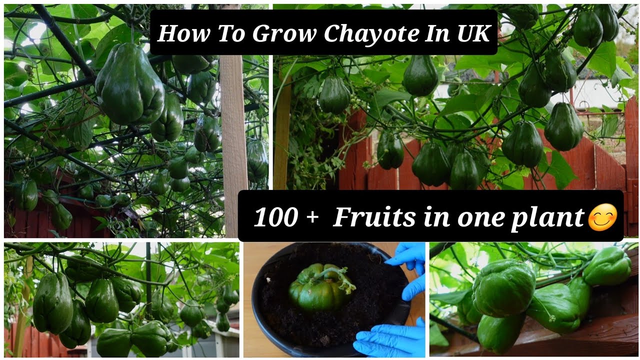 How To Grow Chayote In UK/ Get 100+ Fruits From Single Plant/ 18 Oct 2021