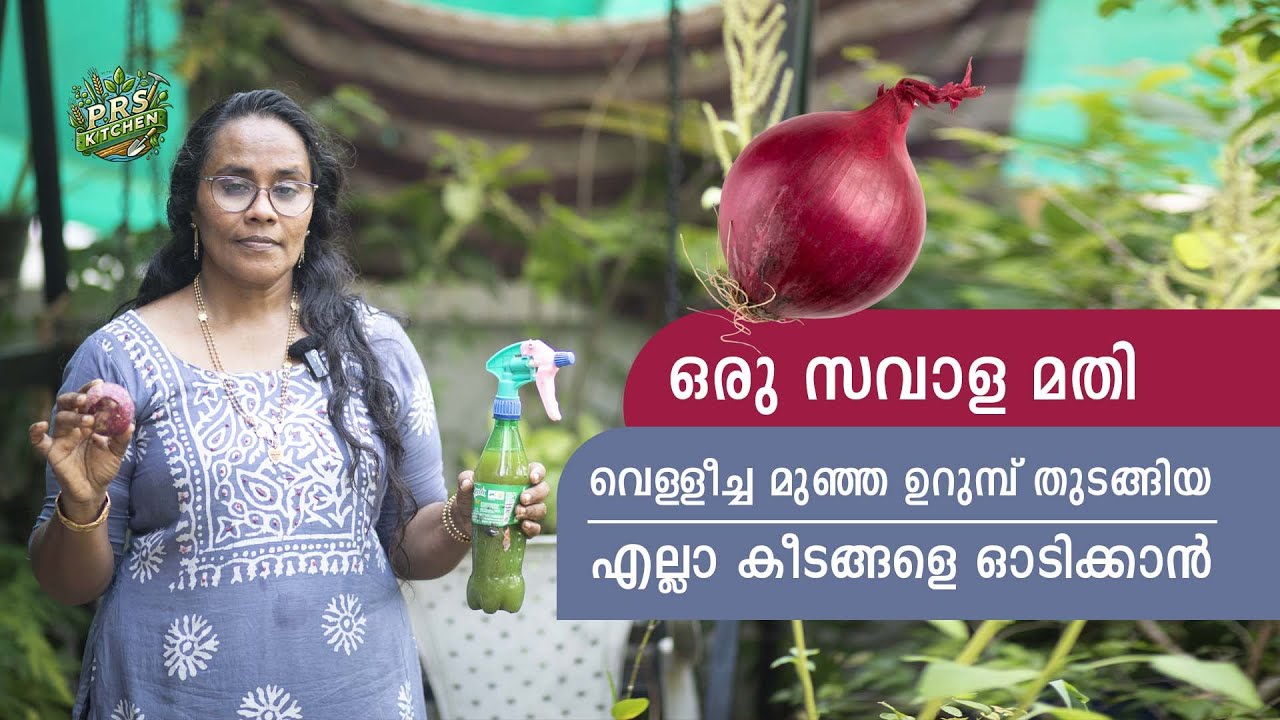 ഒരു സവാള മതിവെള്ളീച്ച മുഞ്ഞ ഉറുമ്പ് തുടങ്ങിയ എല്ലാ കീടങ്ങളെ ഓടിക്കാൻ  | Garden Tips | PRS Kitchen