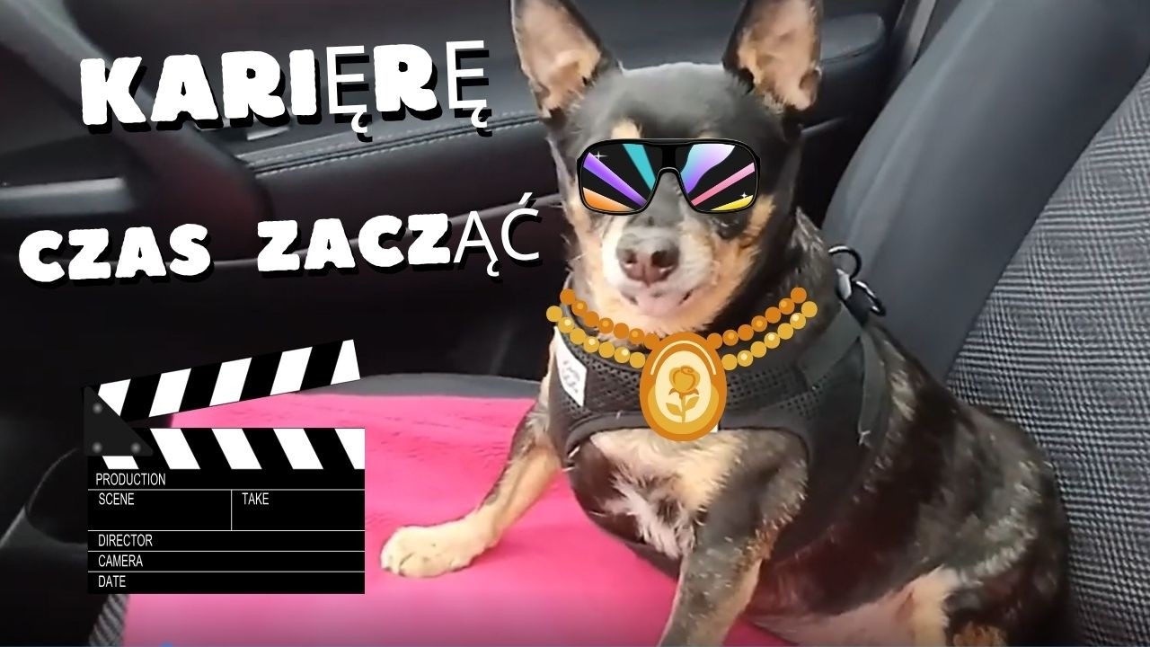 FIBI SIĘ PRZEDSTAWIA. PORANNE IGRASZKI 😀😃🐕🐕👑👑 @Kamiliusz-o2y #cute #zwierzaki #funny #dogs #doglife
