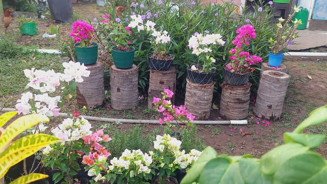 Así va creciendo esta zona de mi jardín 🌸 (¡Nuevas plantas!)#gardening #flowers. 