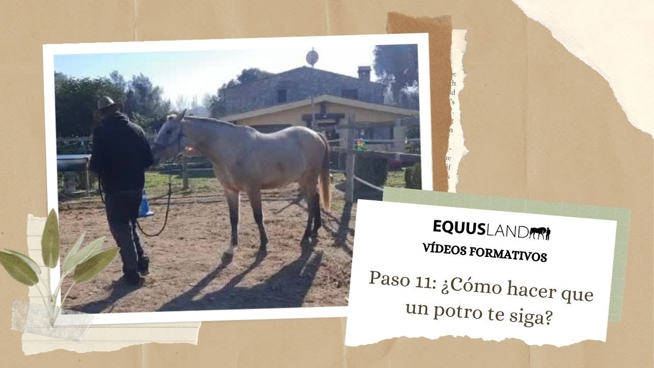 Domar un potro (paso 11)