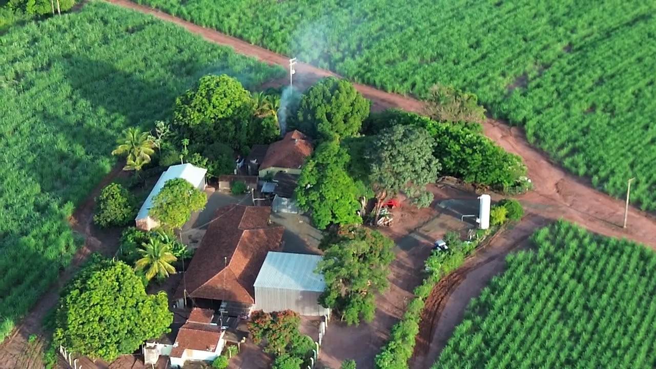 filmei um enxame de abelha com o drone Mini 3