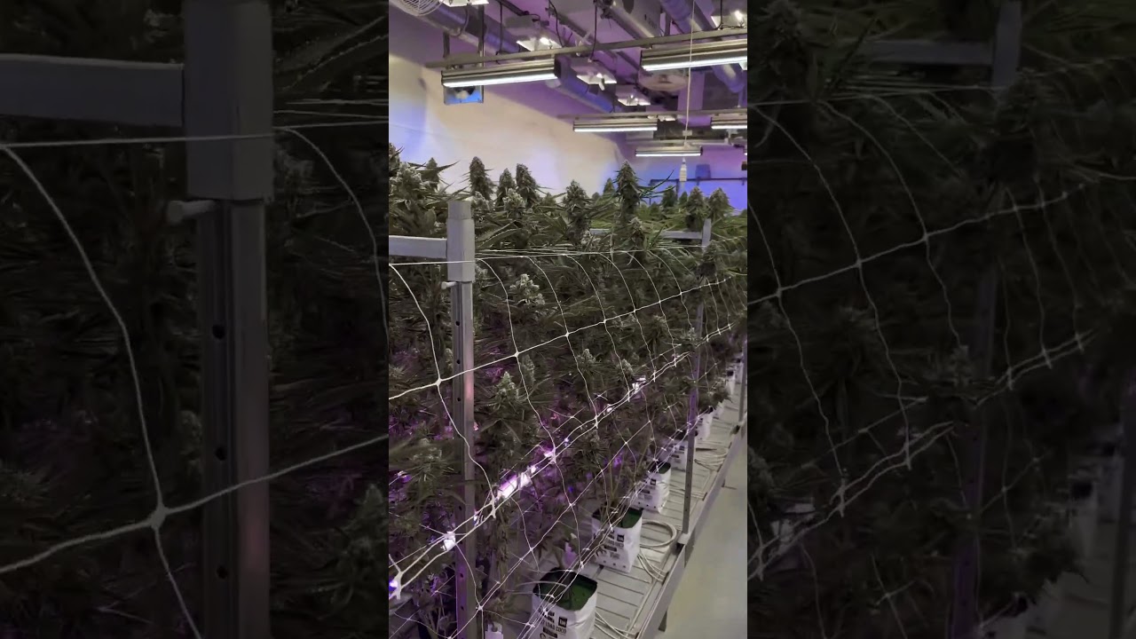Тайланд каннабис 2024 #thailand #russia #usa #canada #france #марихуана#каннабис #grow