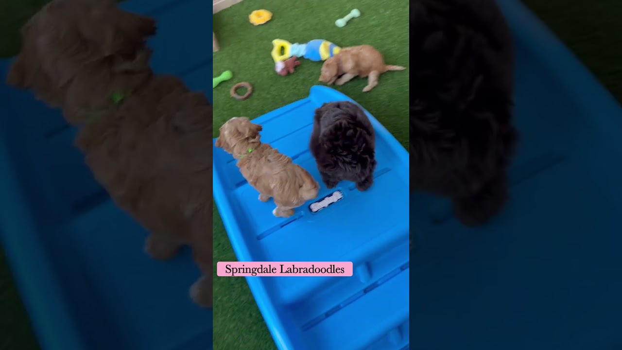 Puppy Play in the Sun ☀️ Australian Labradoodle puppies are the Best!