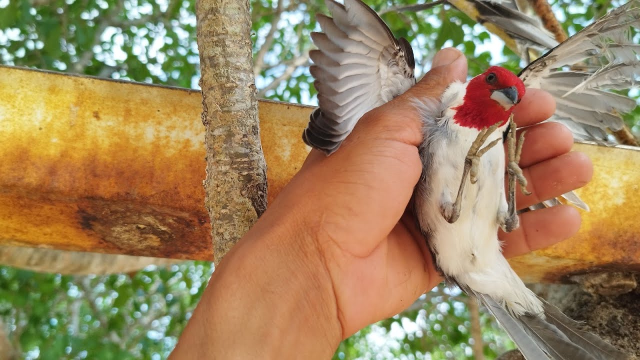 FAZENDO VISGO E PEGANDO GALO DE CAMPINA AO VIVO PARTE 2 DE PEGA I SOLTA