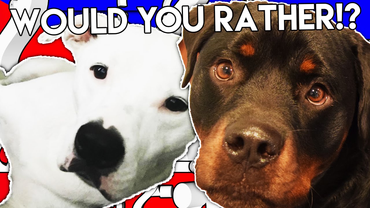 BEST DOGS EVER - Would You Rather
