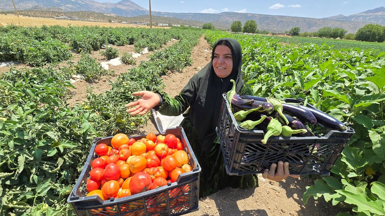 Harvesting the freshest produce by Kulthum 🏡❤️: 🌱🍅 A lush garden full of fresh produce