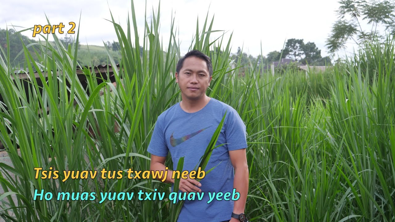 tsis yuav tus txiv txawj neeb hos mus yuav tus txiv quav yeeb part2 8/15/2025