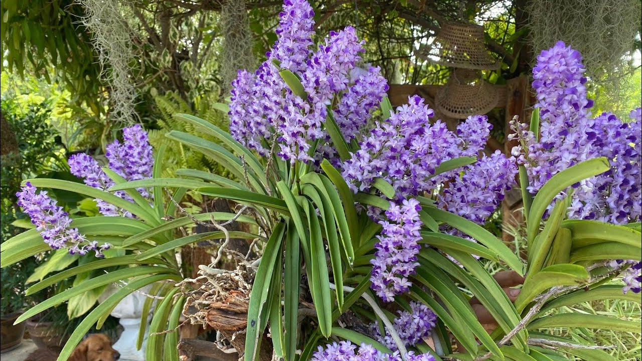 เอื้องเขาแก่ะบลู งานกอ ดอกหอม 0959418988 #จัดสวน  #ขายกล้วยไม้ป่าแท้  #orchid #ไม้ดอกไม้ประดับ 