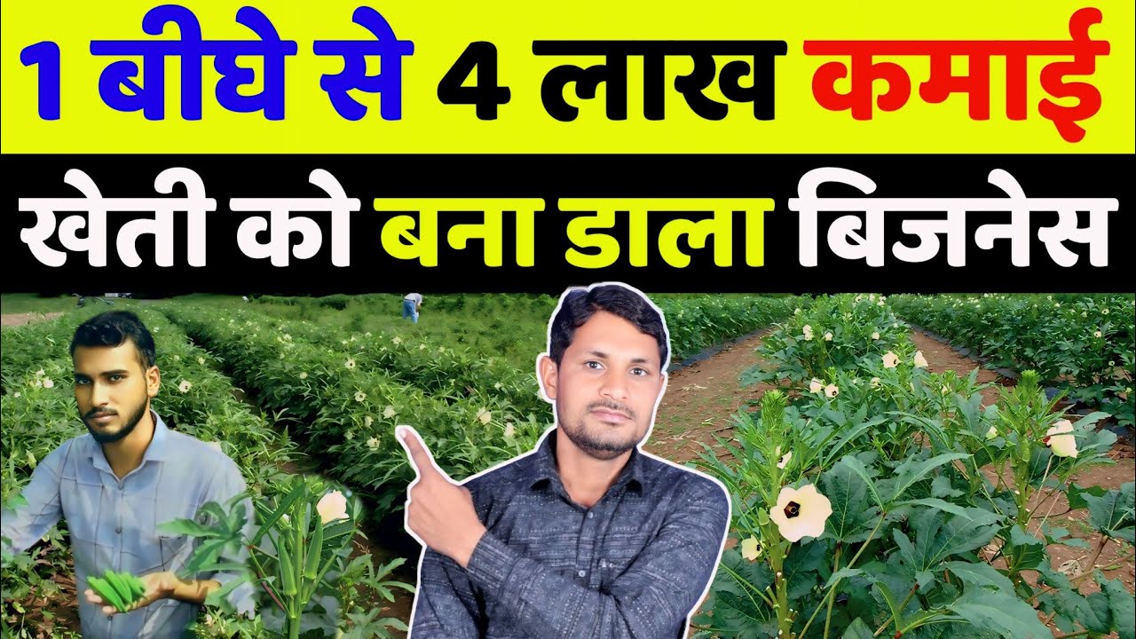 बरसात में भिंडी की खेती | barsat me bhindi ki kheti kaise kare | okra farming in rainy season