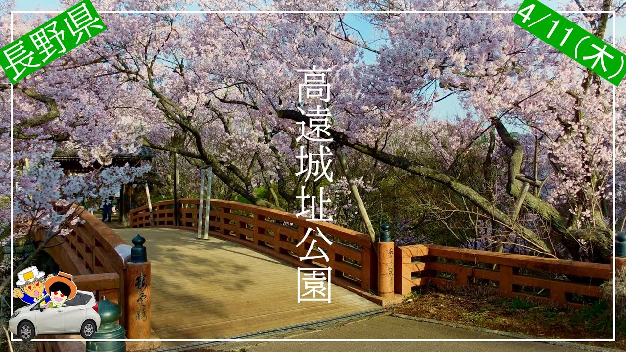 桜名所巡り4/11（木）高遠城址公園/六道堤の桜/杵原学校の枝垂れ、南信州の桜を巡ったらやっぱりすごかった。