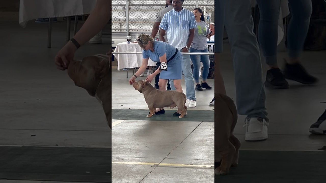 Amazing DOG At the Atlanta Marathon Bully Show #abkc #perro #doglover #dog #fun #funny #doglover