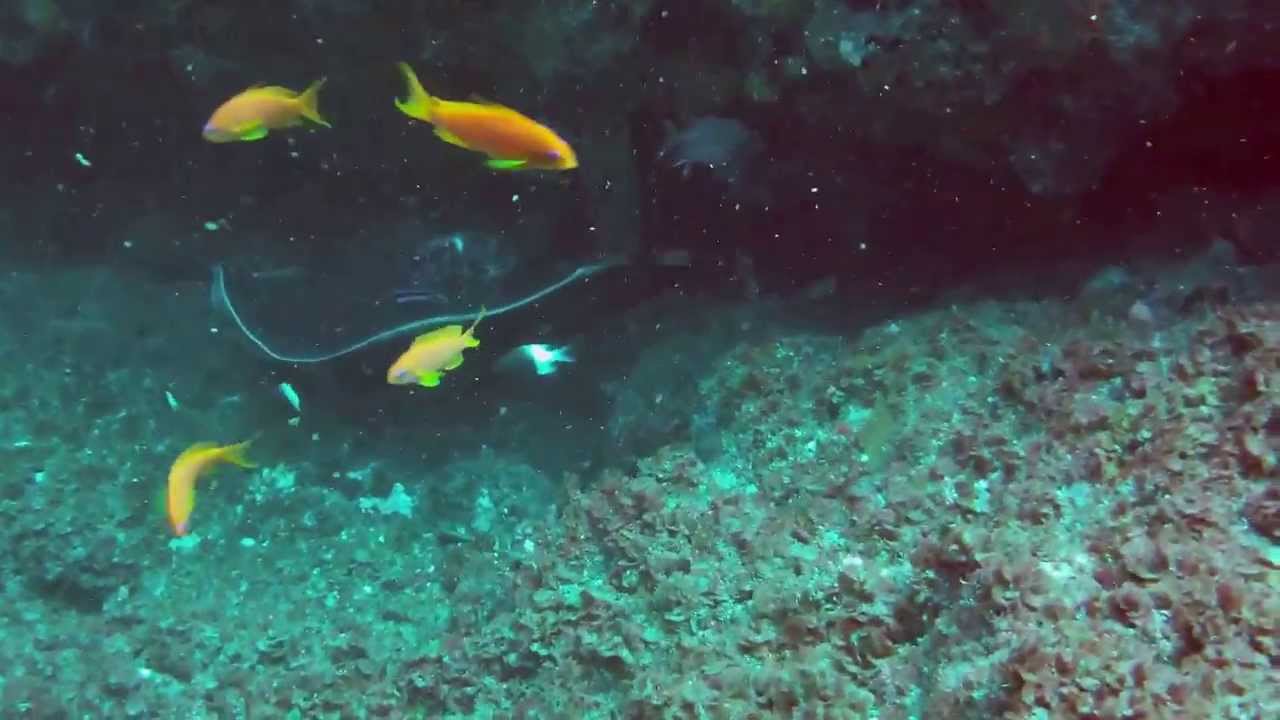 South Africa with Scuba Addicts Trailer JO