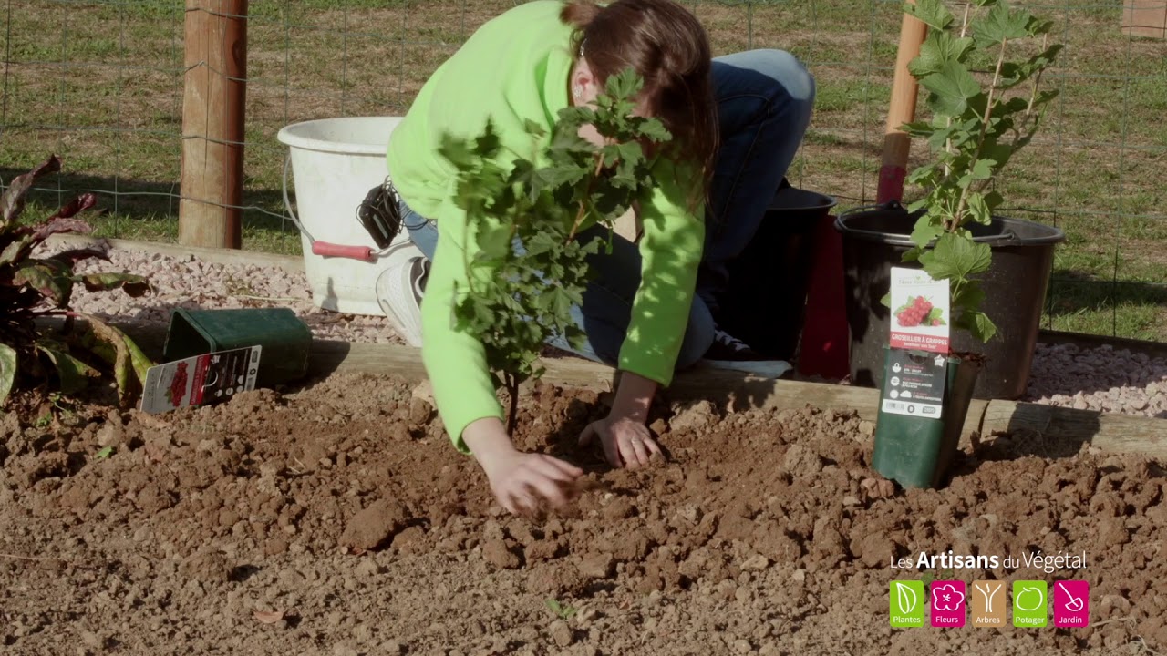 Comment planter un groseillier ? Comment Planter un cassissier ?