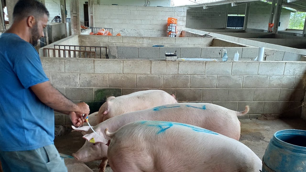 INSEMINAÇÃO  , mostro tudo nesse vídeo 😬😬✔️
