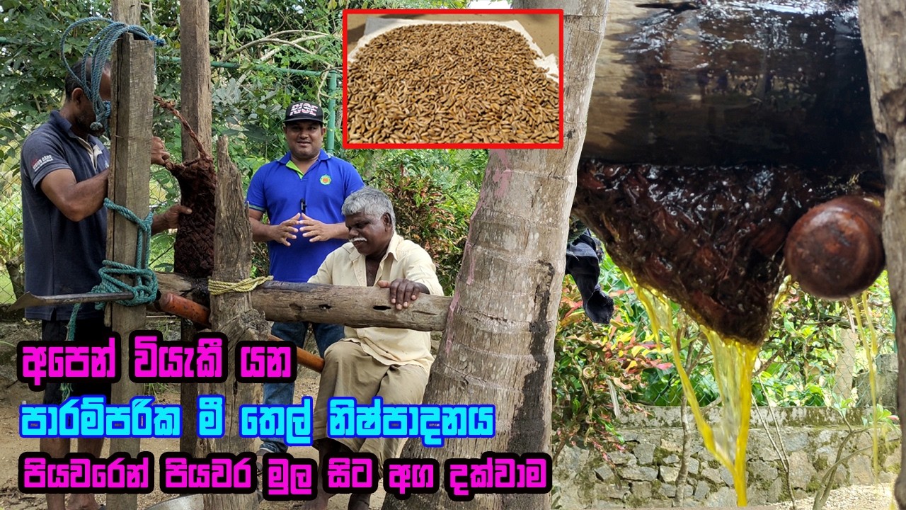 මී තෙල් හිදින හැටි මුල සිට සරළව | Mee thel | How to make Madhuca longifolia oil | Making of mee oil