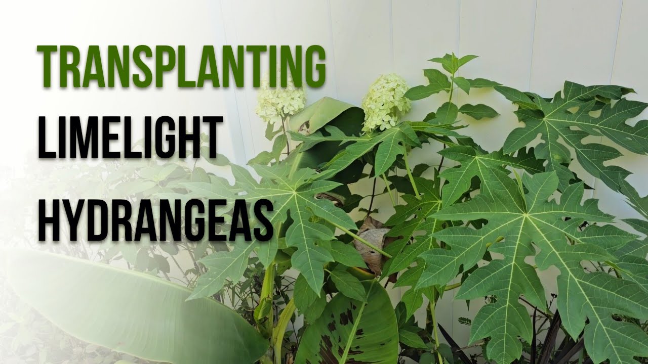 Transplanting Limelight Hydrangea 🌱 Zone 9B FL