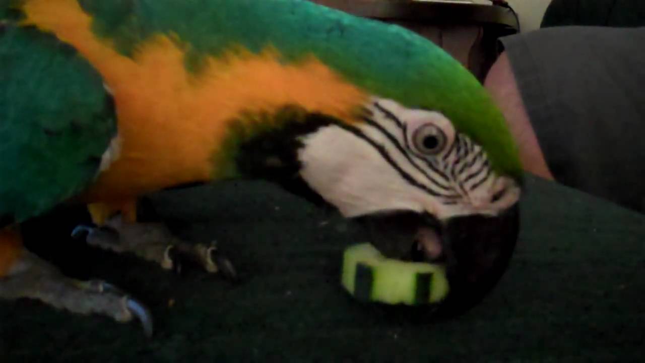 Koonu Eating Cucumber