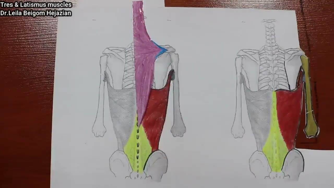 عضلات ترس و لاتیسموس