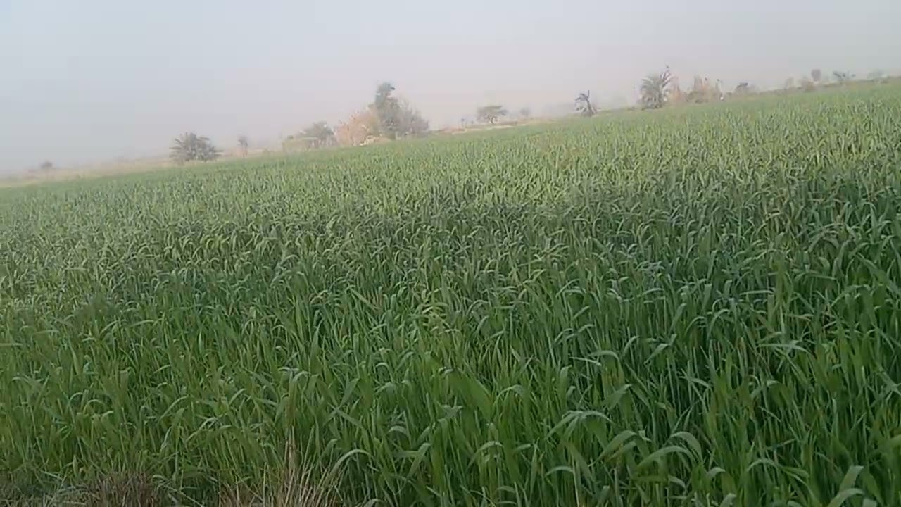 Ye Gandam Sub Se Niralley He❣️❤️❤️❣️🌹🌹🌹💓🌹❣️❣️