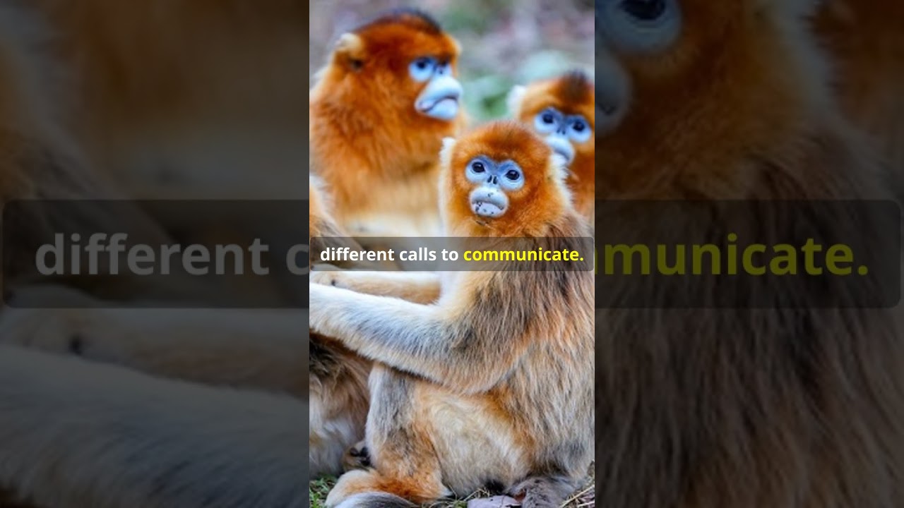 Golden Snub Nose Monkey, a face you won't forget! #goldenmonkey #snubnosedmonkey #monkeys #china