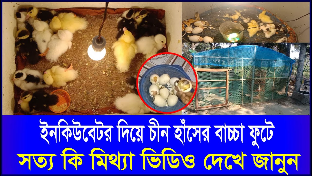 ইনকিউবেটর মেশিনে চীন হাঁসের বাচ্চা ফুটে না কি বাঁচ্চা মারা যায় আসল রহস্য কি জানুন #গ্রামেরকৃষি