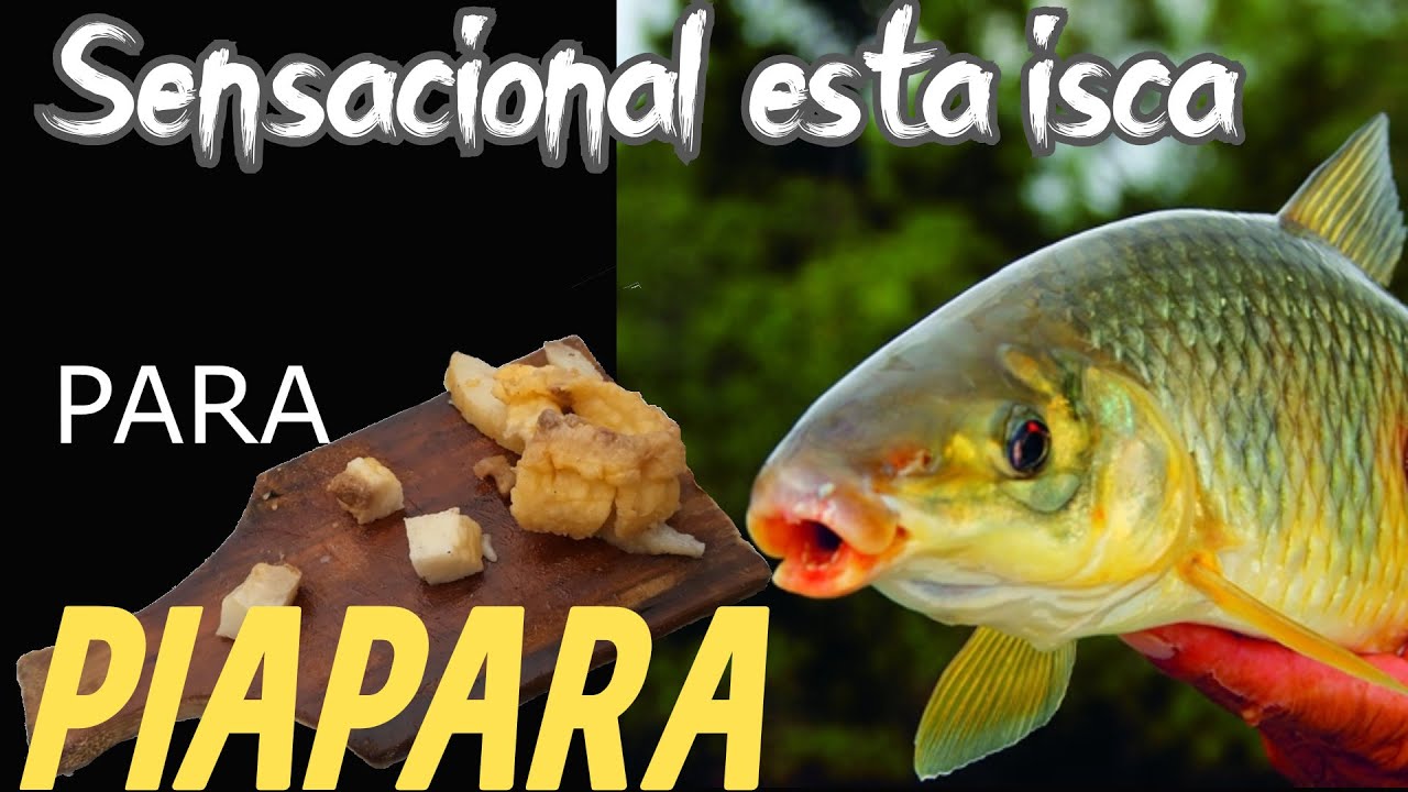 Sensacional ISCA para PIAPARA e PIAUÇU