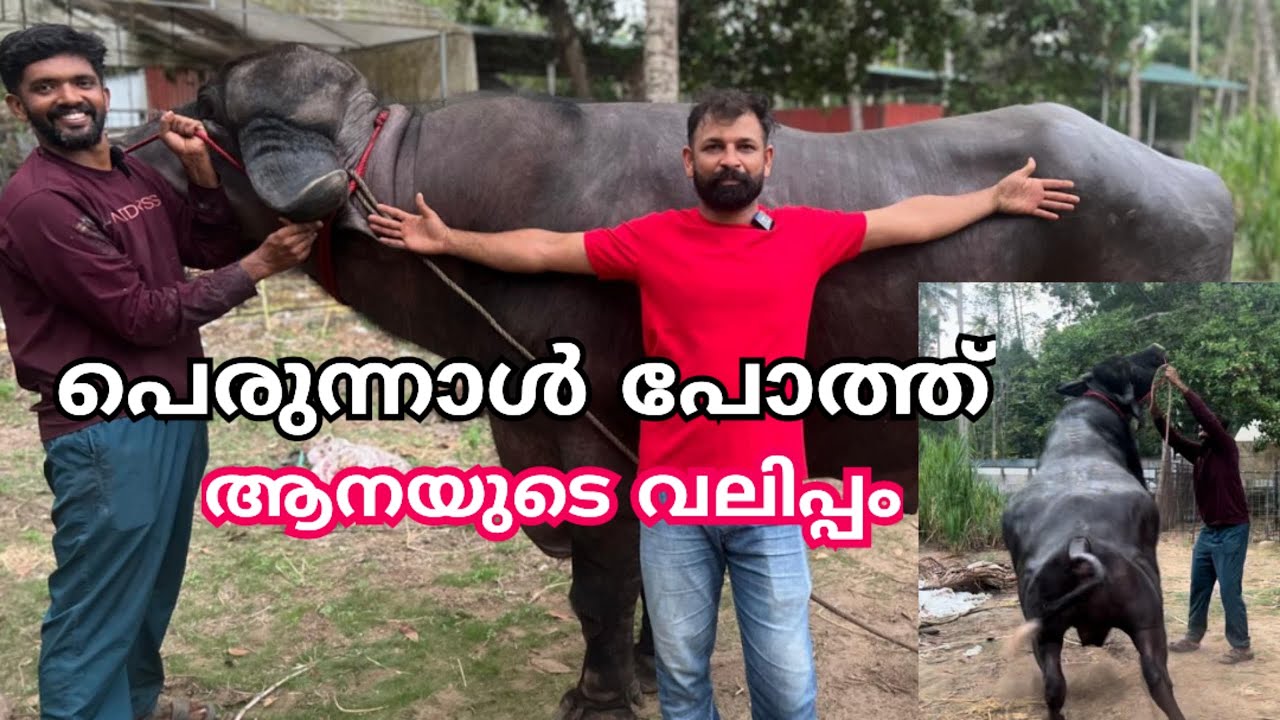 വിലക്കുറവിൽ വലിപ്പമുള്ളപോത്തിനെ വാങ്ങാം പെരുന്നാളിന് Bull
