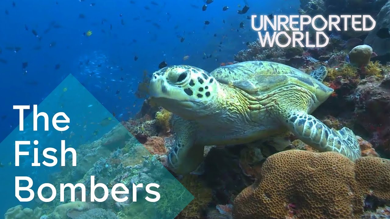 Bombing endangered coral reefs to catch fish | Unreported World