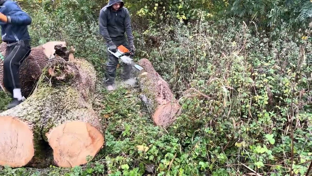 🌳🌳🌳🌳🌳