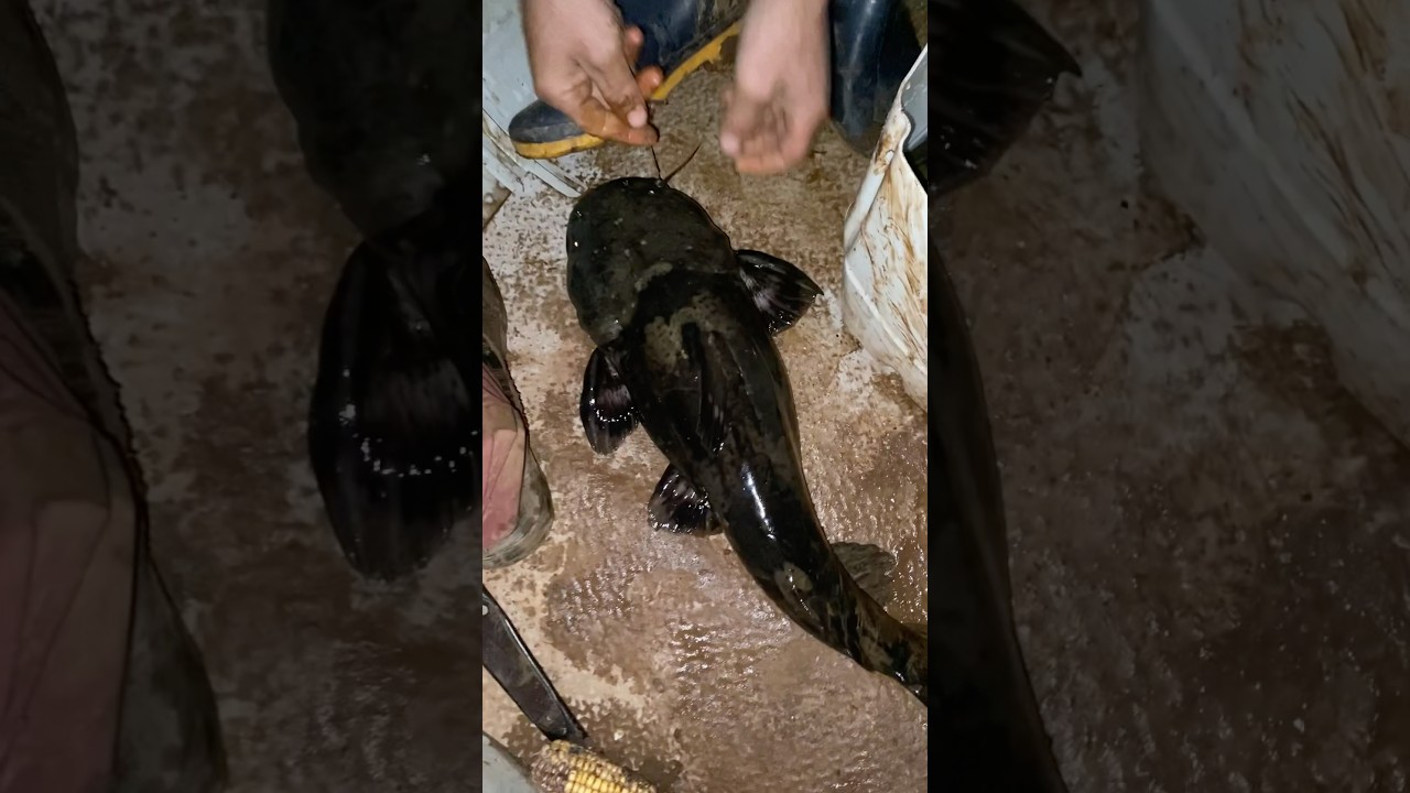 Bagre do canal, Ja&uacute; Sapo, Bagre sapo #pescaria #riouruguai